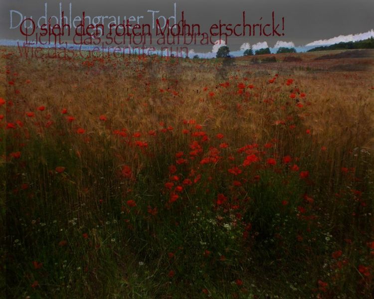 mohn1